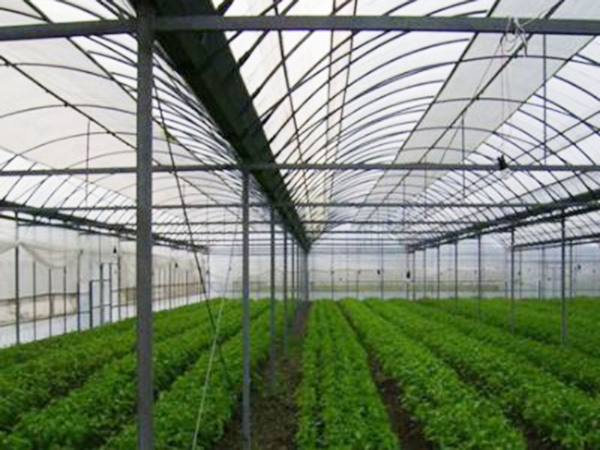 薄膜拱形連棟溫室